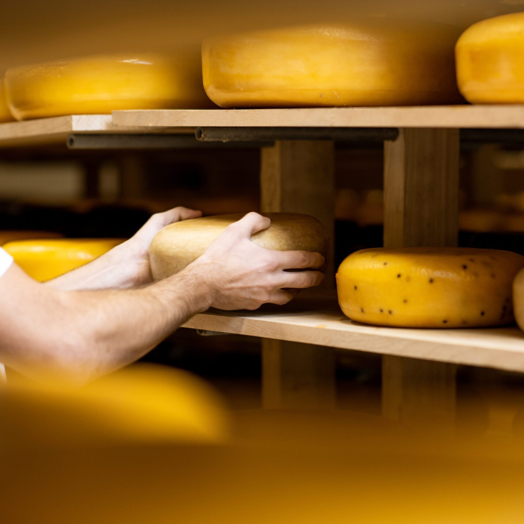 Worker taking cheese wheel at the storage during the cheese aging process. Close-up view with no face